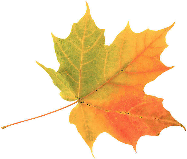 autumn20leaf